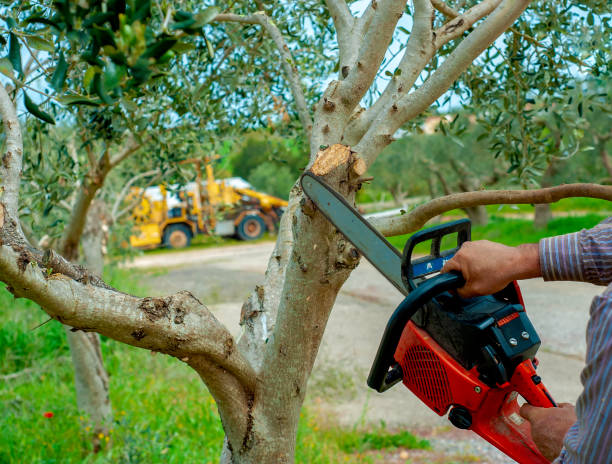 Best Tree Disease Treatment  in Rio Linda, CA